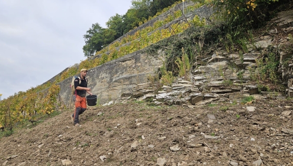 Un projet pour réintégrer le lézard vert au sein des vignes d'Aigle